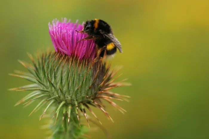 Framed Print : Aardhommel, buff-tailed bumblebee, Bombus terrestris