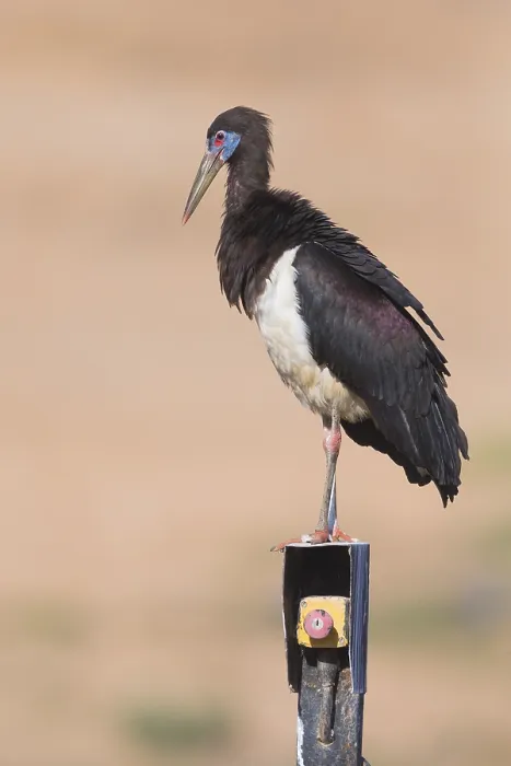 Framed Print : Abdim's Stork