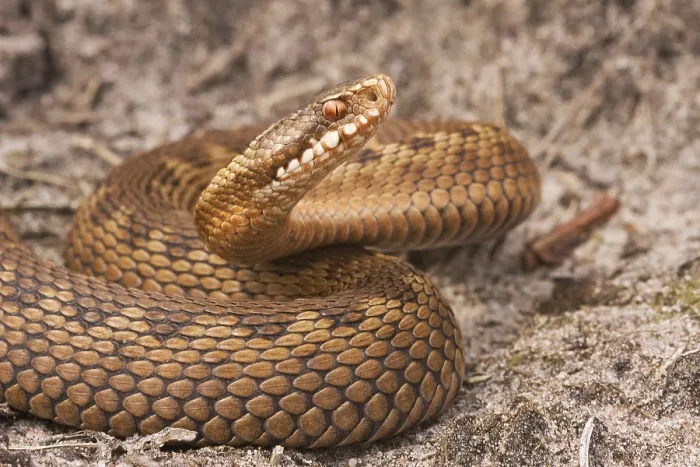 Framed Print : Adder, Common Viper, Vipera berus