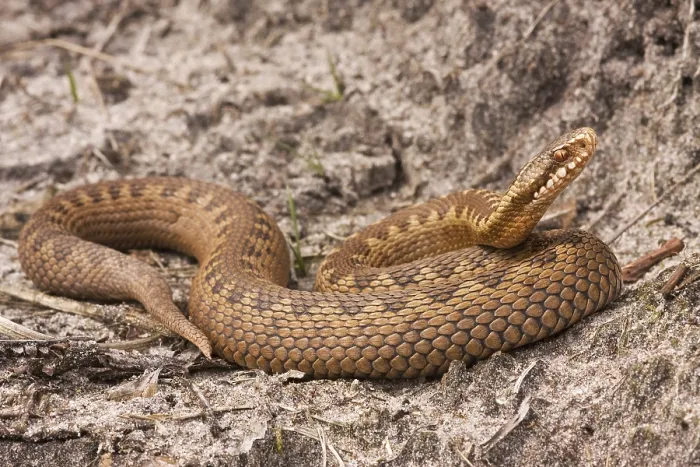 Framed Print : Adder, Common Viper, Vipera berus