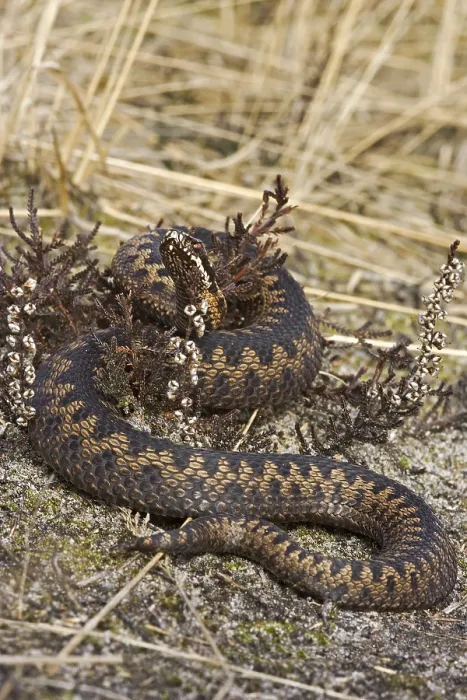 Framed Print : Adder, Common Viper, Vipera berus