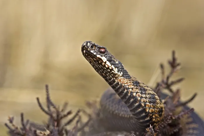 Framed Print : Adder, Common Viper, Vipera berus