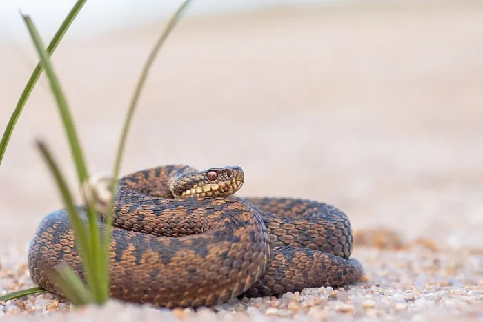 Framed Print : Adder, Vipera berus