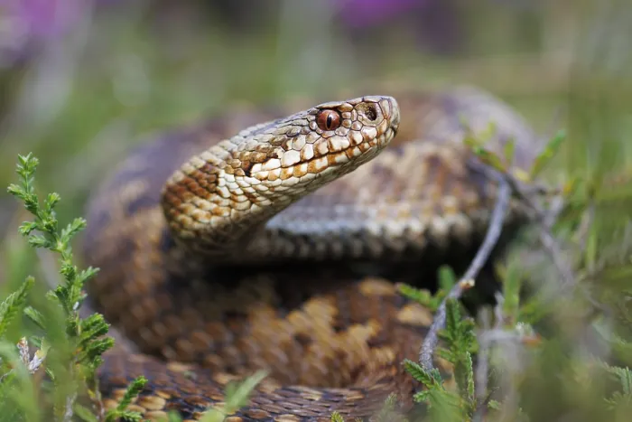 Framed Print : Adder, Vipera berus Framed Print : Adder, Vipera berus