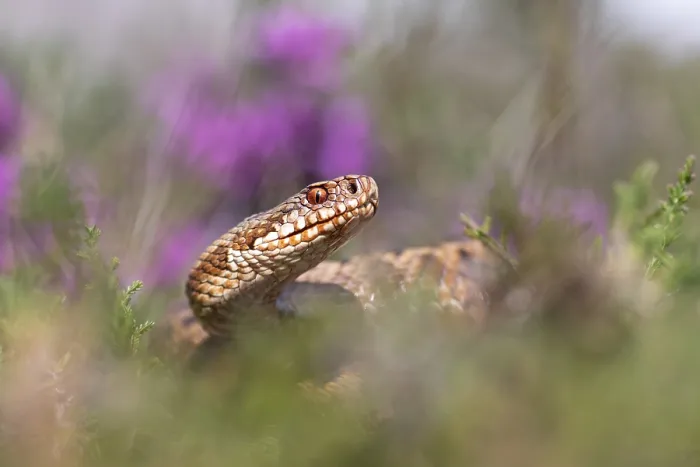 Framed Print : Adder, Vipera berus
