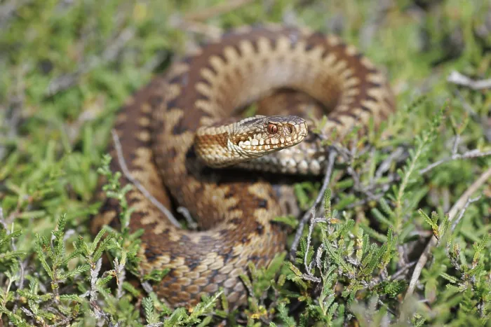 Framed Print : Adder, Vipera berus