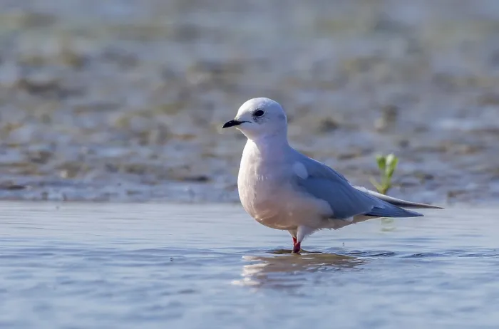 Framed Print : Adult Ross's Gull sitting on mud in Numansdorp