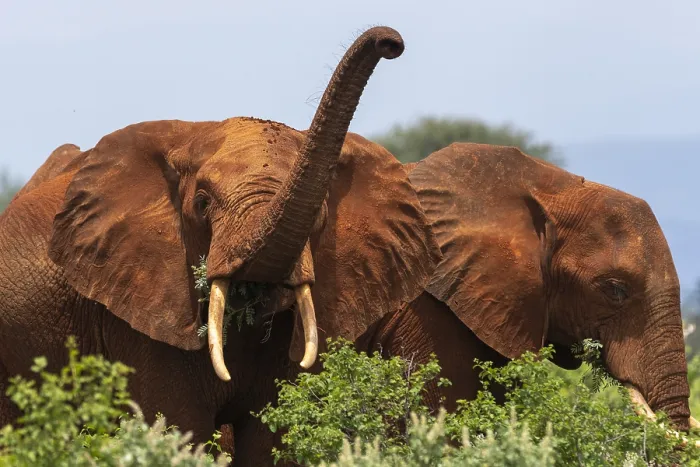 Framed Print : An African elephant, Loxodonta africana