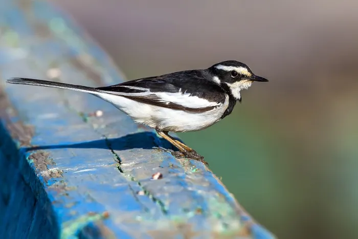 Framed Print : Afrikaanse Bonte Kwikstaart, African Pied Wagtail, Motacilla agu