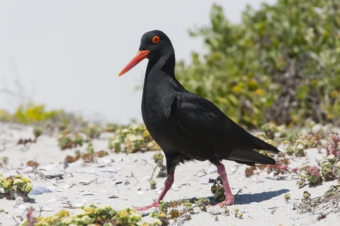 Framed Print : Afrikaanse Zwarte Scholekster, African Black Oystercatcher, Haem