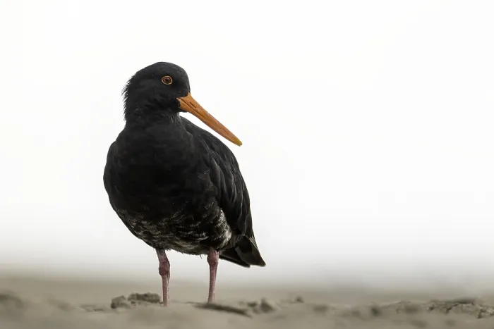 Framed Print : AGAMI - Variable Oystercatcher Framed Print : AGAMI - Variable Oystercatcher