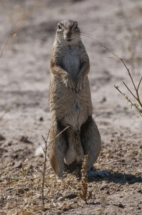 Framed Print : An alert ground squirrel, Paraxerus cepapi