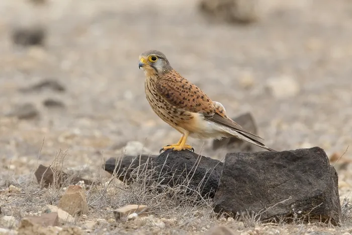 Framed Print : Alexander's Kestrel