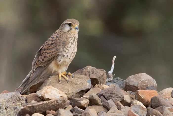 Framed Print : Alexander's Kestrel