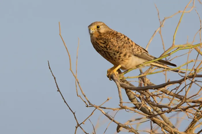 Framed Print : Alexander's Kestrel