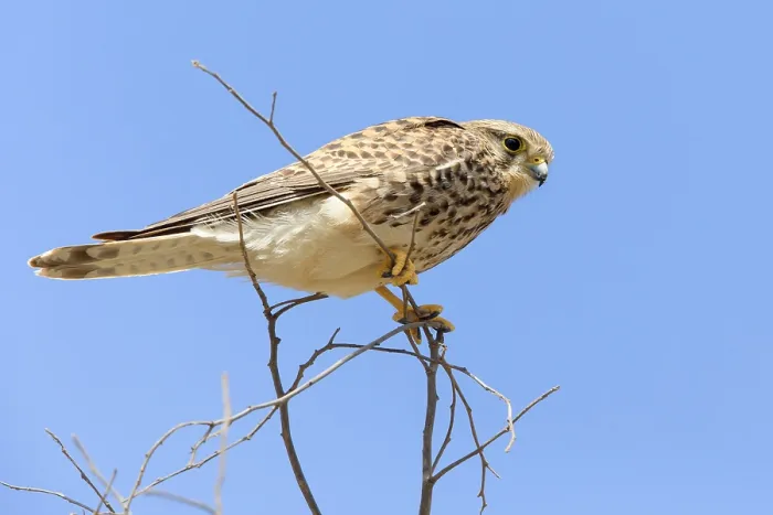 Framed Print : Alexander's Kestrel