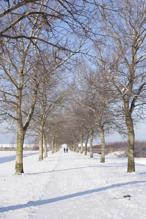 Framed Print : Almere. Winters landschap; Winter landscape