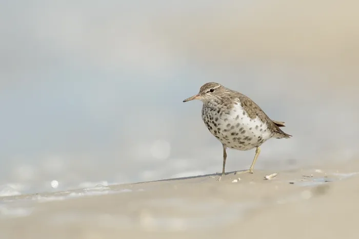 Framed Print : Amerikaanse Oeverloper, Spotted Sandpiper, Actitis macularius