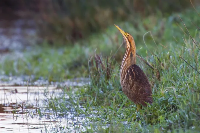 Framed Print : Amerikaanse Roerdomp, American Bittern, Botaurus lentiginosus