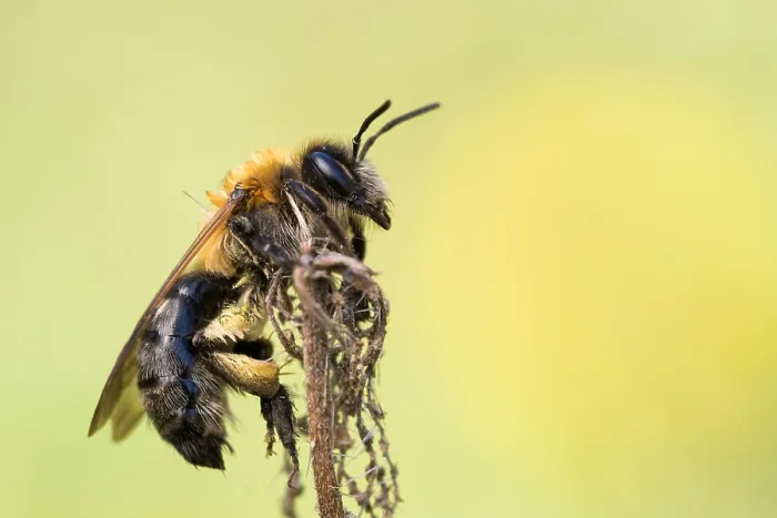 Framed Print : Andrena nitida