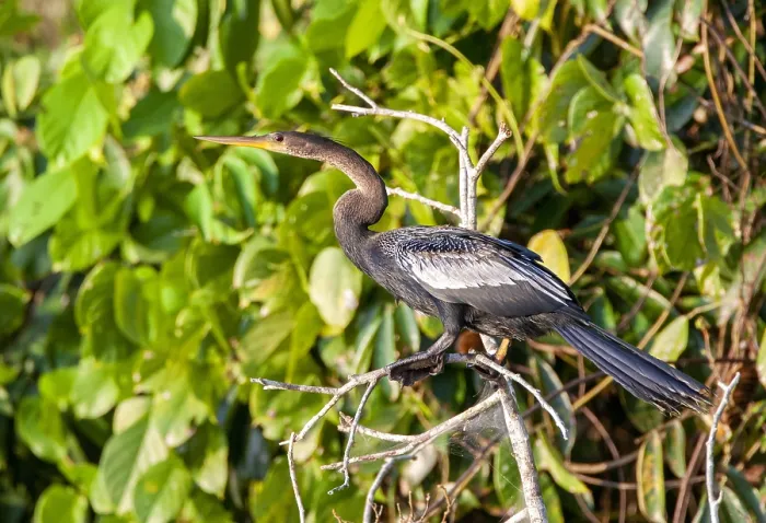 Framed Print : Anhinga, Anhinga anhinga
