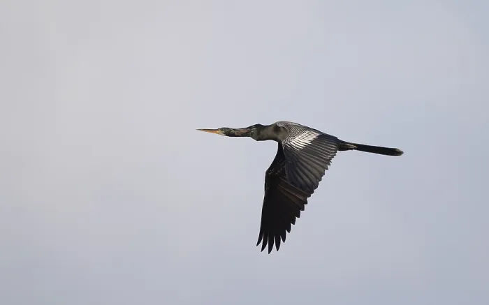 Framed Print : Anhinga, Anhinga anhinga