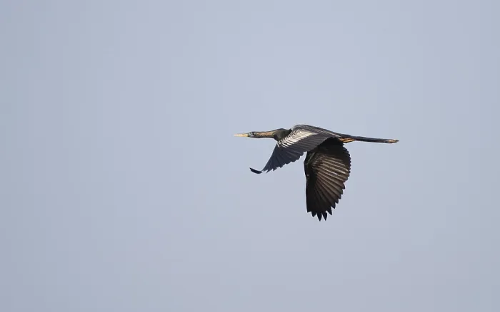 Framed Print : Anhinga, Anhinga anhinga