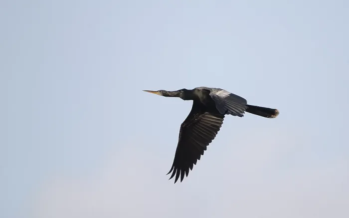Framed Print : Anhinga, Anhinga anhinga