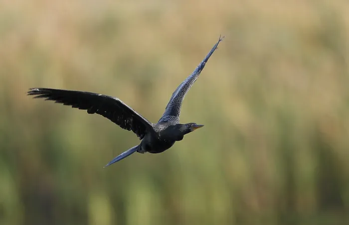Framed Print : Anhinga, Anhinga anhinga