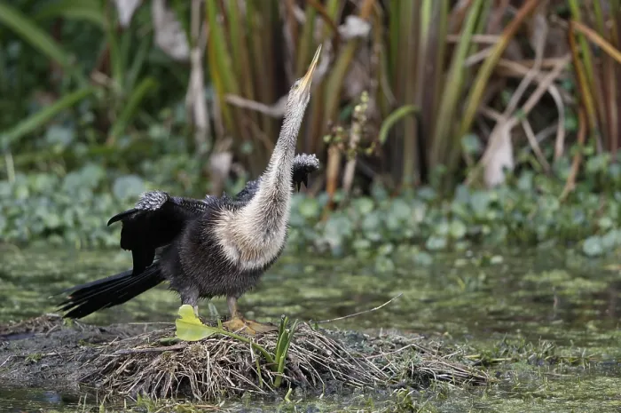 Framed Print : Anhinga, Anhinga anhinga