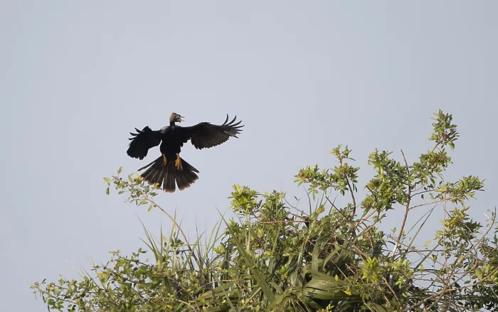 Framed Print : Anhinga, Anhinga anhinga