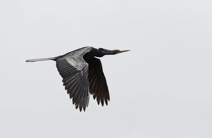 Framed Print : Anhinga, Anhinga anhinga