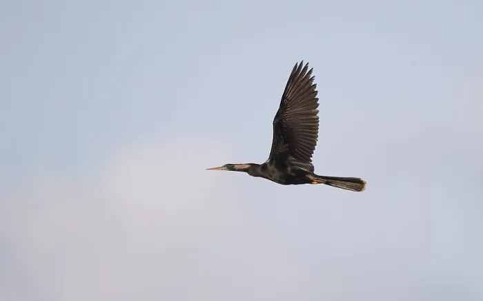 Framed Print : Anhinga, Anhinga anhinga