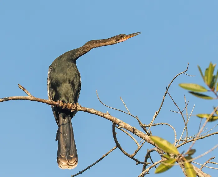 Framed Print : Anhinga, Anhinga anhinga