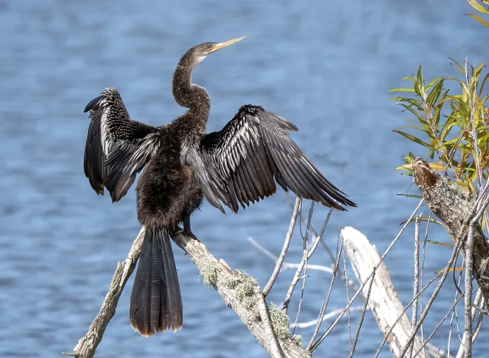 Framed Print : Anhinga, Anhinga anhinga