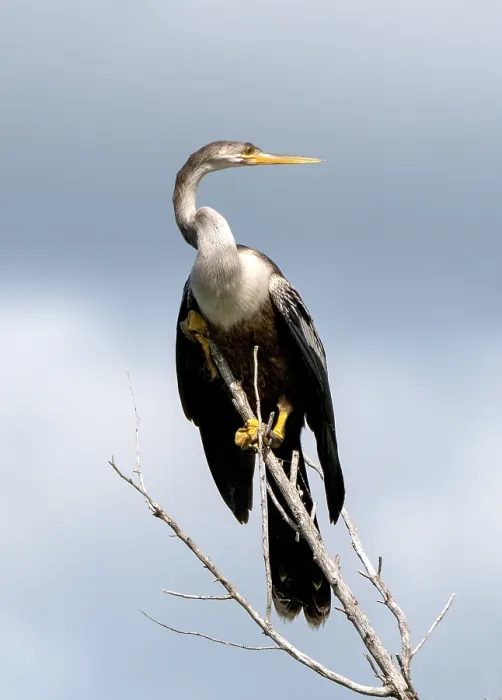 Framed Print : Anhinga, Anhinga anhinga