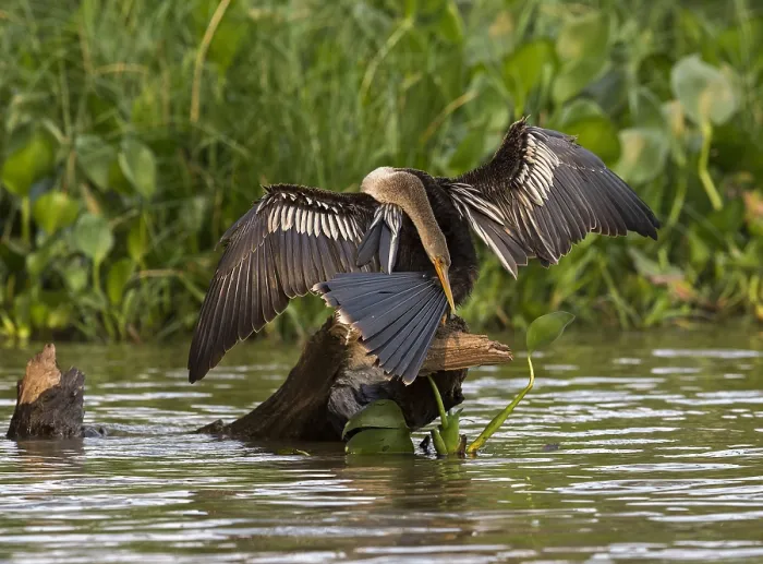 Framed Print : Anhinga, Anhinga anhinga anhinga Framed Print : Anhinga, Anhinga anhinga anhinga