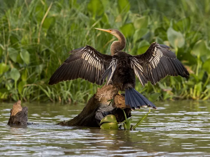 Framed Print : Anhinga, Anhinga anhinga anhinga