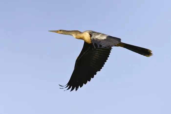 Framed Print : Anhinga, Anhinga anhinga leucogaster Framed Print : Anhinga, Anhinga anhinga leucogaster
