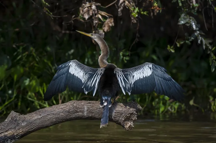 Framed Print : An Anhinga, Anhinga anhinga, perching on a branch Framed Print : An Anhinga, Anhinga anhinga, perching on a branch