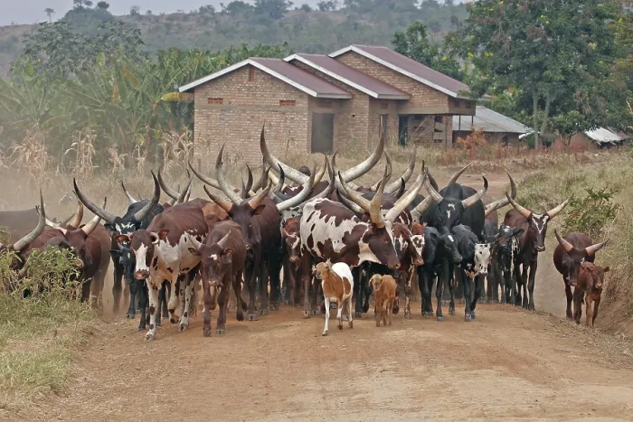 Framed Print : Ankole Cattle