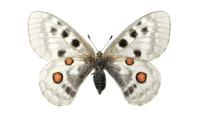 Framed Print : Apollo; Parnassius apollo