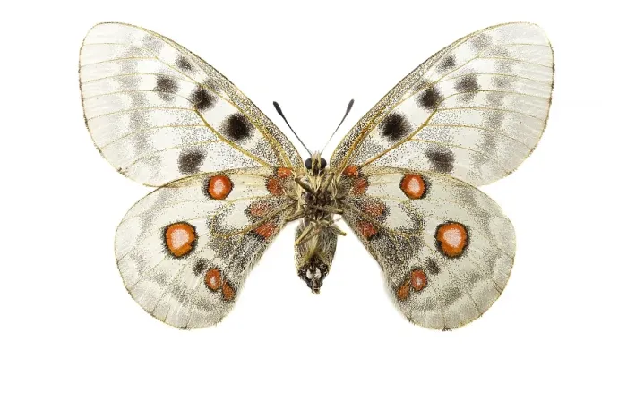 Framed Print : Apollo; Parnassius apollo Framed Print : Apollo; Parnassius apollo