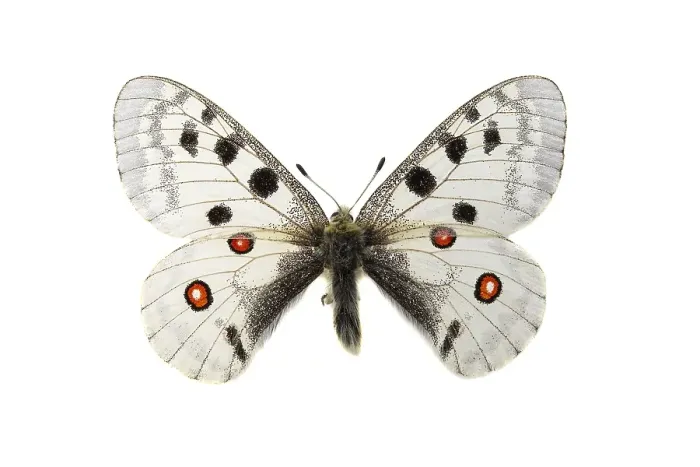 Framed Print : Apollo; Parnassius apollo
