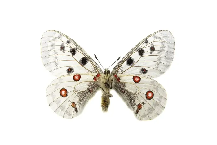Framed Print : Apollo; Parnassius apollo
