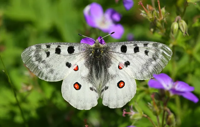 Framed Print : Apollo Parnassius apollo