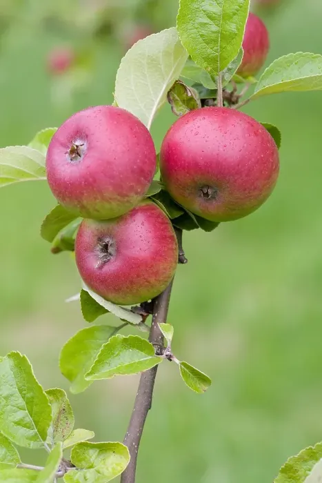 Framed Print : Appel, Apple