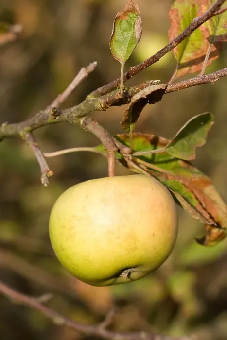 Framed Print : Appel, Apple