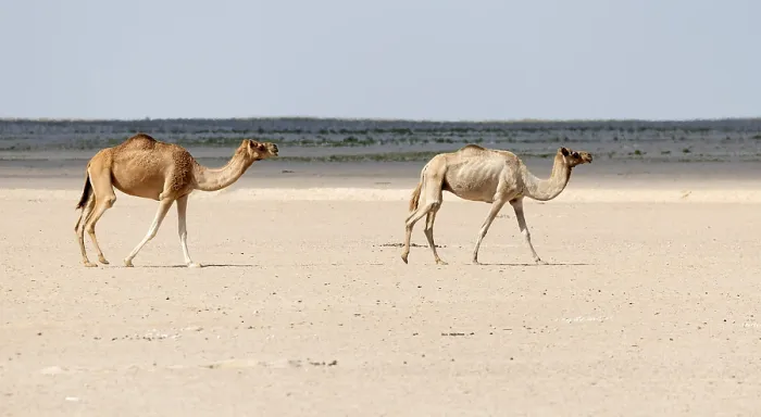 Framed Print : Arabian Camel, Camelus Dromedarius Framed Print : Arabian Camel, Camelus Dromedarius