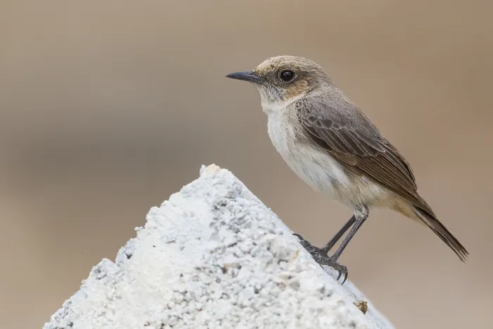 Framed Print : Arabian Wheatear